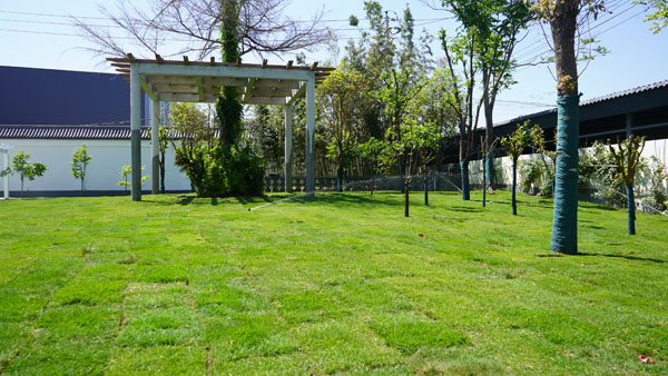 草坪1.jpg 草坪1.jpg